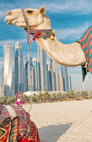 Kamel Tour in der Wüste vor Dubai